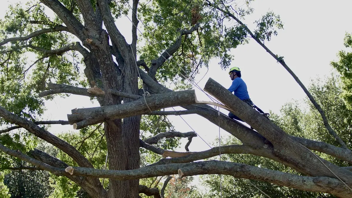 Professional Crown Thinning performed by certified arborists in Rio